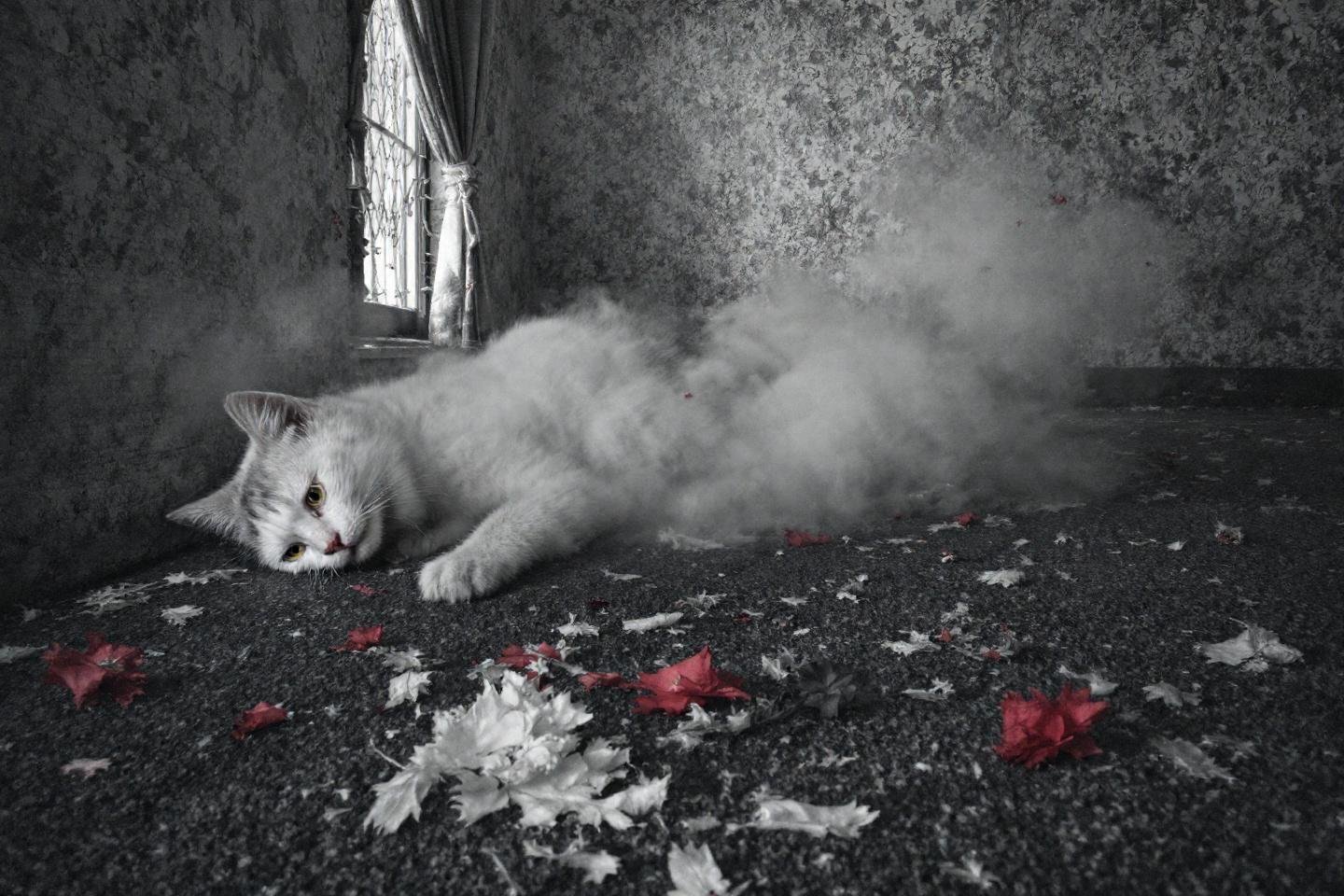 Dog growling at a family member: what to do?