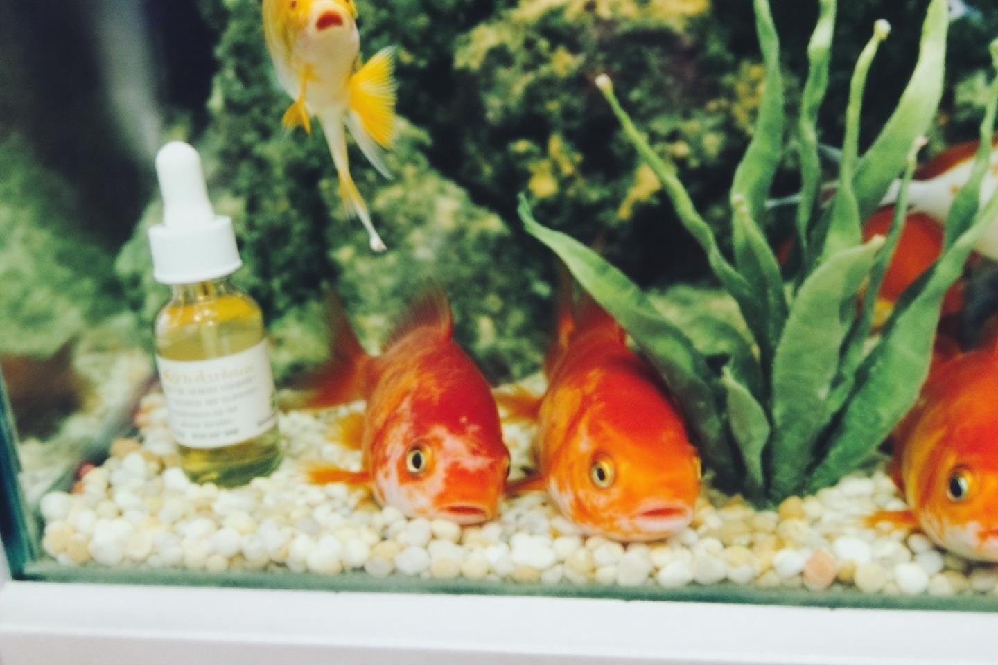 My goldfish doesn't eat and stays at the bottom: what should I do?