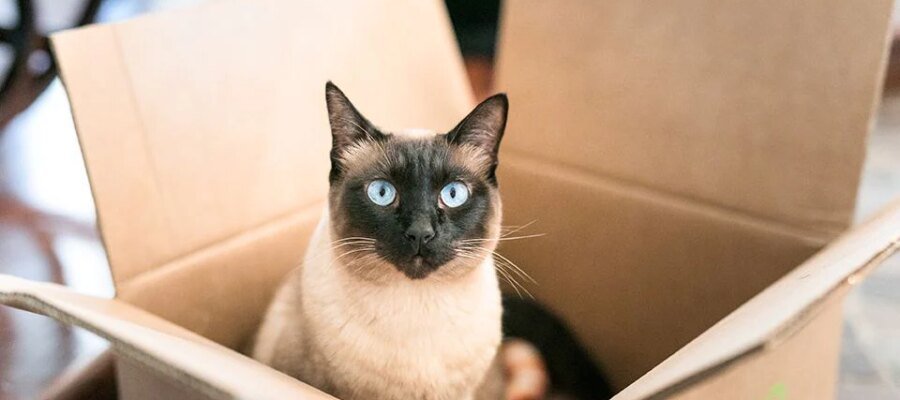 International Cat Day: 6 things you don't know about him