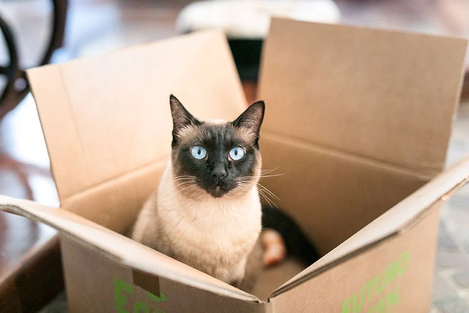 International Cat Day: 6 things you don’t know about him