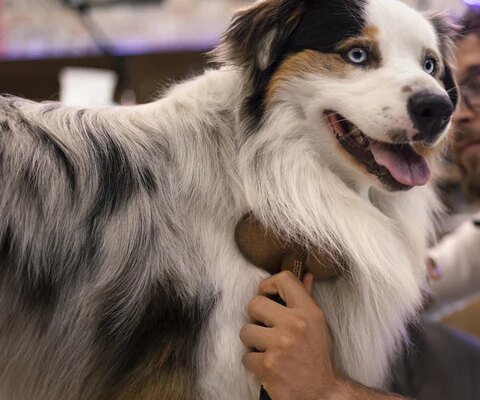 Dog brush: which one to choose based on your pet's coat