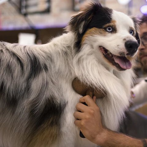 Dog brush: which one to choose based on your pet’s coat