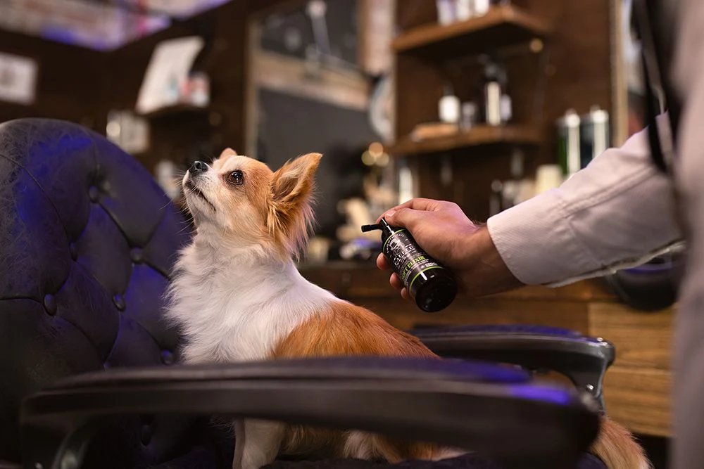 Professional dog grooming in 3 easy steps