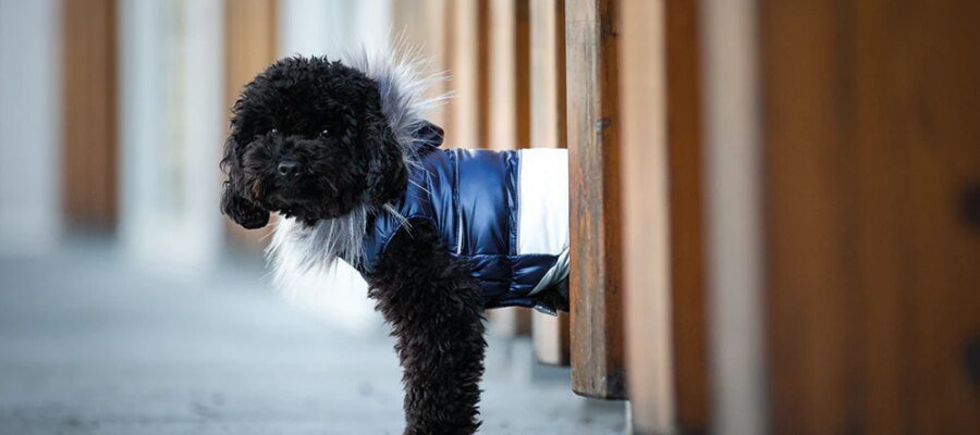 Dog clothing: fashion or protection from the cold?
