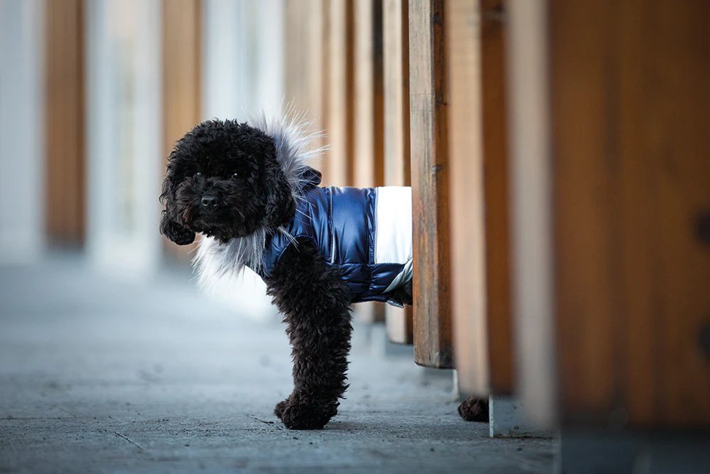 Dog clothing: fashion or protection from the cold?