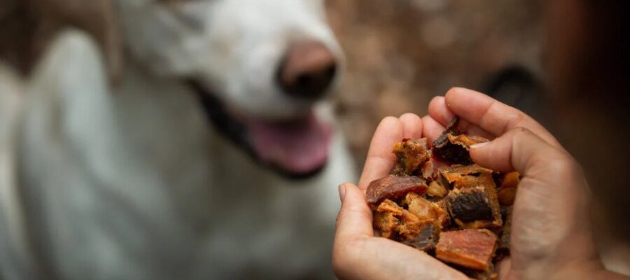 Barf diet: what would the natural heir of the wolf eat?