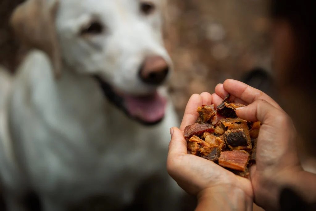 Barf diet: what would the natural heir of the wolf eat?