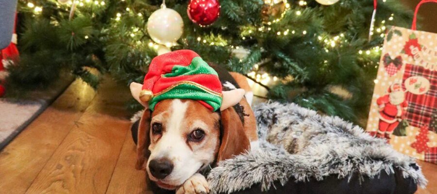 Christmas with dog and cat: how to face the holidays with your pet