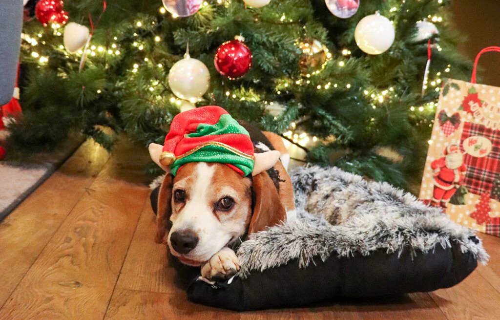 Christmas with dog and cat: how to face the holidays with your pet