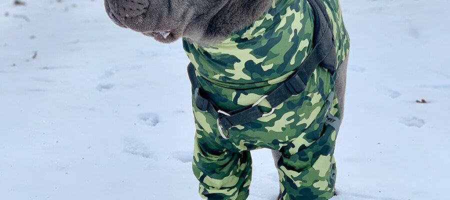 Trip to the mountains with your dog: practical advice for doing it safely