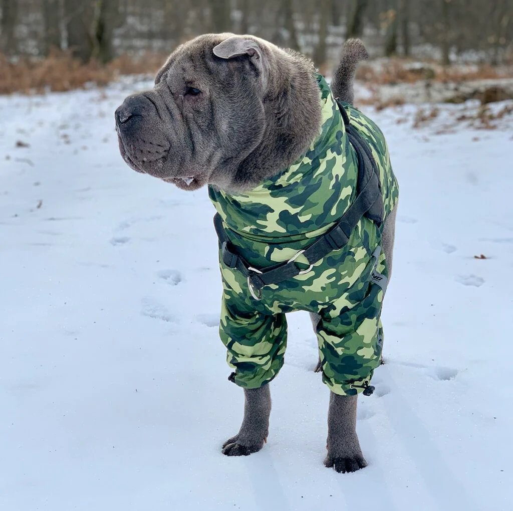 Trip to the mountains with your dog: practical advice for doing it safely