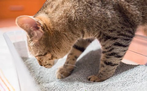 Cat litter: which one to choose?