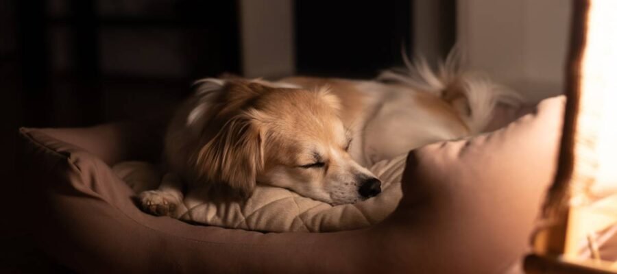 basket for sleeping dogs