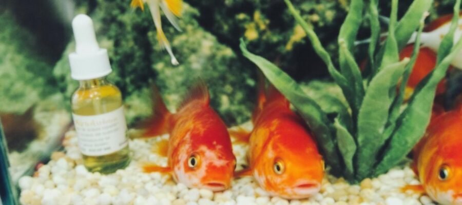 My goldfish doesn't eat and stays at the bottom: what should I do?