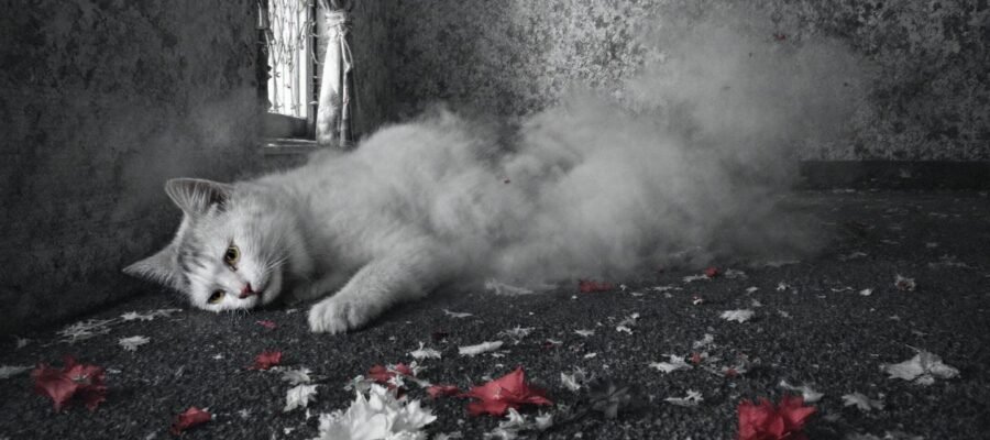 Dog growling at a family member: what to do?