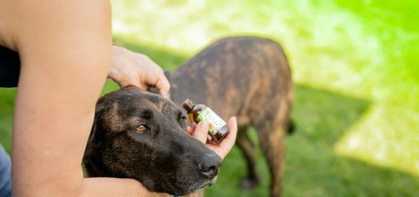 Natural protection for dogs and cats