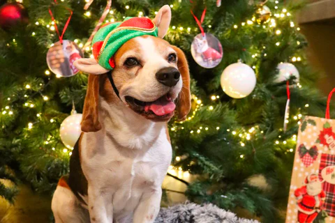 4 gift ideas for dogs and cats: this year we’ll take care of it