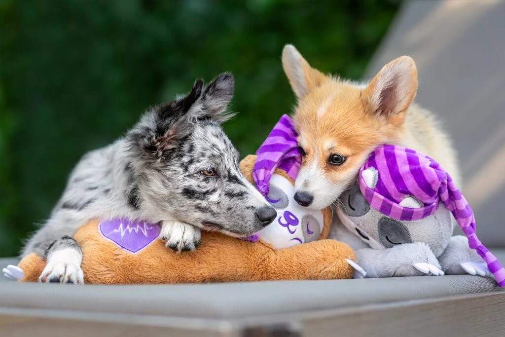 A puppy dog ​​arrives at home, what to do?